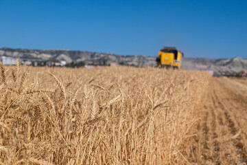 Obraz premium Wheat field at harvest time. Harvester harvesting wheat in the background.
