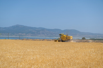 The combine harvester is harvesting in the wheat field, the combine harvester is working in the agricultural field, it is harvest season.