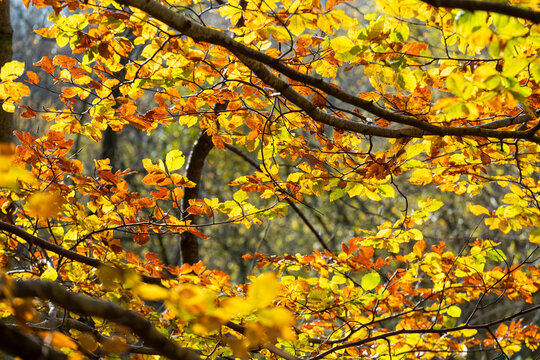 Vibrant image of bright yellow and orange leaves on tree branches during autumn, highlighting the colorful transformation of foliage against the contrasting natural background in Montseny in Spain