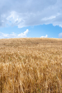 An expansive view of a golden wheat field under a partly cloudy but bright blue sky, representing the simplicity and abundance of nature in Tarragona in Spain