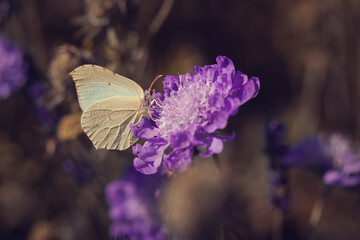 motyl na kwiatach drakiew gołębia © meegi