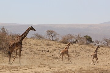Wild giraffes in Serengeti national park, Kenya.