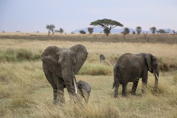 Fototapeta premium Wild elephants in Serengeti national park, Kenya.