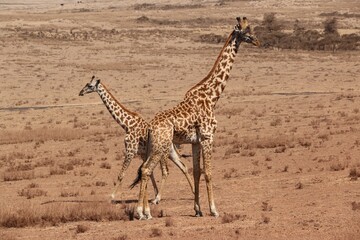 Wild giraffes in Serengeti national park, Kenya.