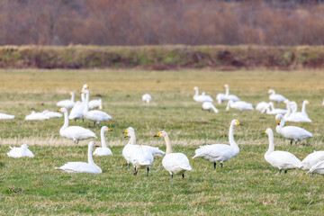 北海道新冠町、草原で羽休めする白鳥の群れ【12月】