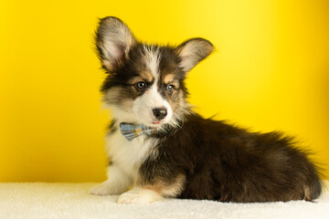 A cute corgi fluffy puppy poses on a yellow background