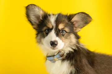 A cute corgi fluffy puppy poses on a yellow background