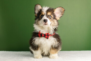 A cute corgi fluffy puppy poses on a green background