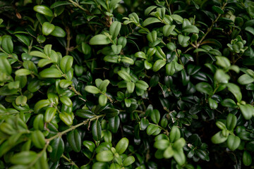 close up of green leaves