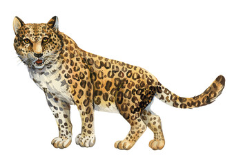 Leopard watercolor isolated on white background, realistic hand-drawn jaguar. African cute animal, Wild big cat illustration, predator. High quality illustration