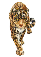 Leopard watercolor isolated on white background, realistic hand-drawn jaguar. African cute animal, Wild big cat illustration, predator. High quality illustration © Hanna