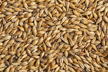 barley malt Ingredient for Industrial production of beer.