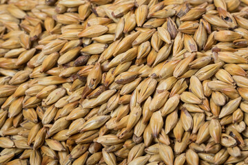 barley malt Ingredient for Industrial production of beer.