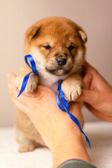 A shiba inu puppy poses against a beige background
