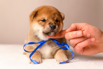 A shiba inu puppy poses against a beige background