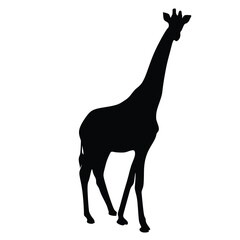 Vector silhouettes of giraffes. Giraffe silhouette isolated on white background.