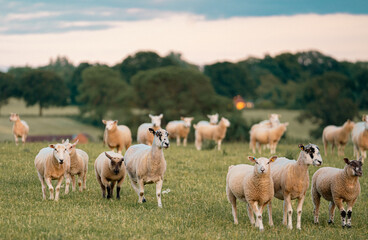 Obraz premium herd of sheep in the field