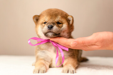 A shiba inu puppy poses against a beige background