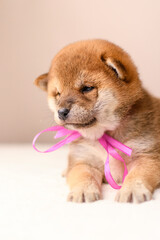 A shiba inu puppy poses against a beige background
