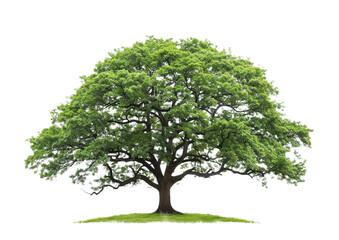 Fototapeta premium A large green tree png on transparent background