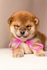 A shiba inu puppy poses against a beige background