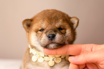 A shiba inu puppy poses against a beige background