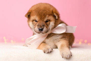 Fototapeta premium Shiba Inu puppy with a bow on a pink background