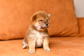 A shiba inu puppy poses on a beige sofa