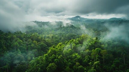 Obraz premium An aerial panorama view of tropical rainforest. Panoramic landscape of green jungle, Tropical rain forest jungle