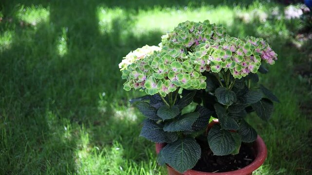 Blooming hydrangea in a pot in a home garden on the lawn