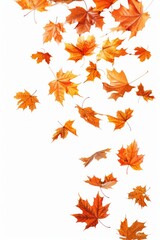 Leaves Falling. Autumn Maple Leaves Cascade in Close-Up on White Background