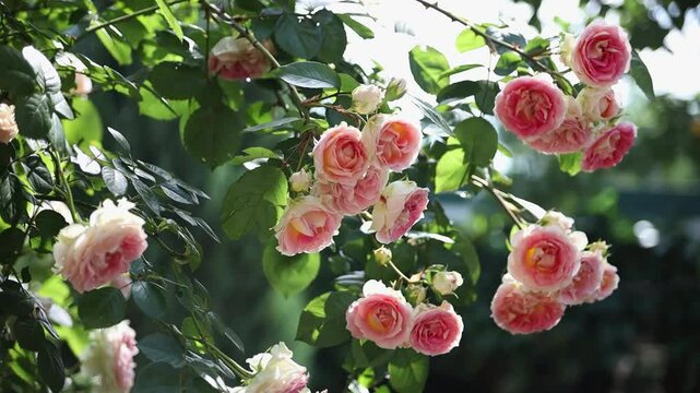 Climbing rose in the backyard garden