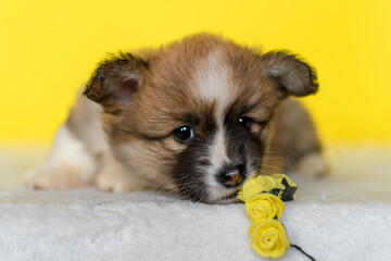 Corgi puppy on yellow background