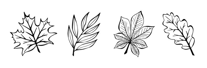 Autumn Leaves: Oak, Maple, Willow, Chestnut Hand Drawn Style. Set Line Art Of Seasonal Plants. Vector illustration of One line Autumn Elements.