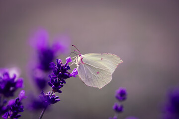 motyl na kwiatach lawendy