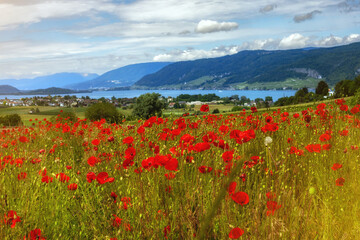 Landscape with poppy flowers, lake and mountains