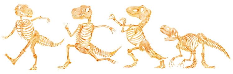 Tyrannosaurus rex skeleton . Hand drawn watercolor paint design . Cute cartoon characters . Set 10 . Illustration . © stockdevil