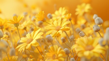 3d render of yellow daisies field on orange background