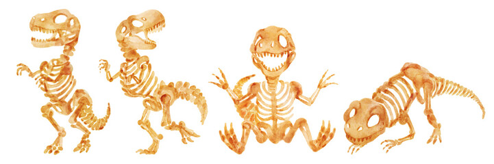 Tyrannosaurus rex skeleton . Hand drawn watercolor paint design . Cute cartoon characters . Set 7 . Illustration . © stockdevil