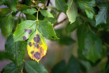 Diplocarpon rosae, rose black spot disease