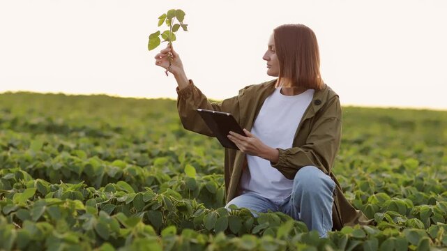 Smart farming soybean technology. Smiling female farmer with digital tablet uses for examine and check soya plants in field. Modern agribusiness of control of growth and development of sprouts.
