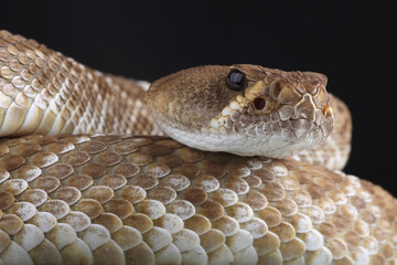 Portrait of a Red Diamondback Rattlesnake
