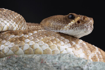 Portrait of a Red Diamondback Rattlesnake
