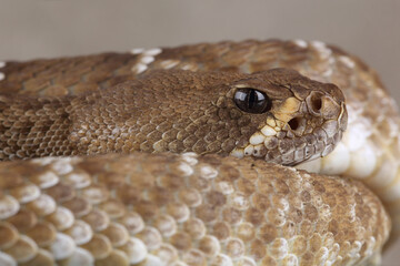 Portrait of a Red Diamondback Rattlesnake
