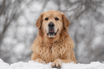 Golden Retriever in Winter Park