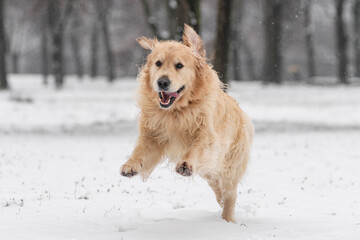 Golden Retriever in Winter Park