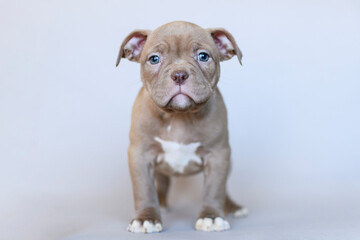 Calm American Bully puppy with blue eyes sitting on a neutral background. Studio portrait of a muscular young dog with a serious expression. Cute and expressive pet photo.

