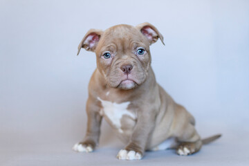 Calm American Bully puppy with blue eyes sitting on a neutral background. Studio portrait of a muscular young dog with a serious expression. Cute and expressive pet photo.

