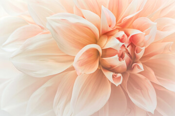 Fototapeta premium Close Up of Soft Blush Dahlia Flower in Full Bloom with Gentle Pastel Tones