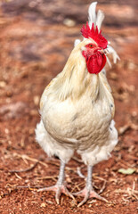 free range rooster walking in the yard half portrait